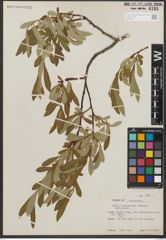 Foto von Salix scouleriana Barratt ex Hook.